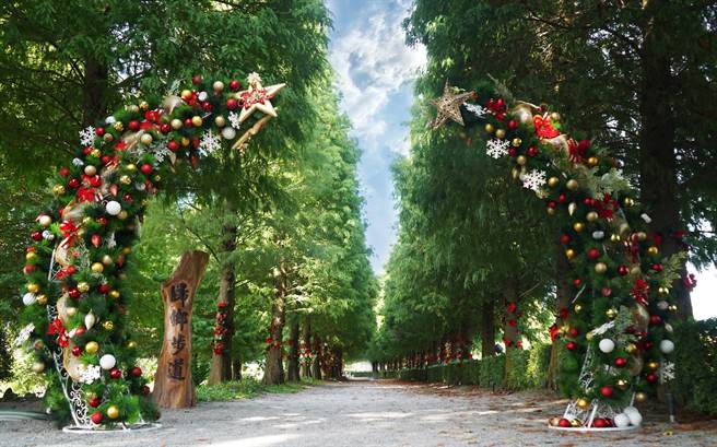 成美文化园区内上百棵落羽松形成了天然的圣诞树大道，搭配大型圣诞拱门，充满节庆气氛。(成美文化园提供)