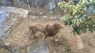 壽山動物園獅子瘦到見骨、瞎眼 他怨每隻老又殘：養老院