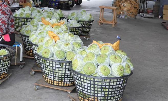 台东农改场呼吁台东经济作物做好防寒措施。（本报资料照片）