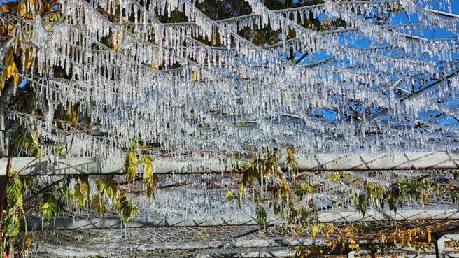武陵农场「小冰宫」藤花园再现冰雪奇缘美丽景象。（武陵农场提供）