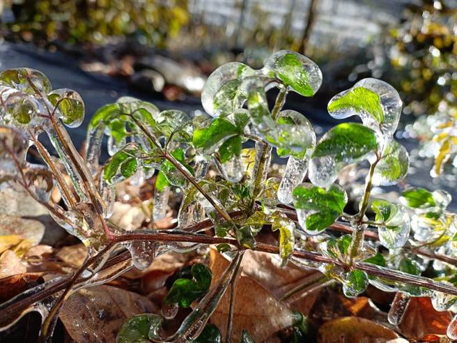 武陵农场耐寒植物也悄悄裹上一层冰衣，相当美丽。（武陵农场提供）