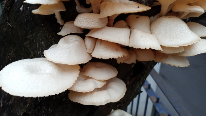 大陸一名女子發現家中廚房縫隙長出秀珍菇，清理後又再長，網友得知後勸她最好徹底消毒。(示意圖/達志影像)