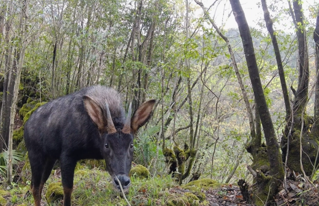稀有的野生动物被镜头捕获，专家鑑定牠就是传说中的「天马神兽」。（翻摄影片）