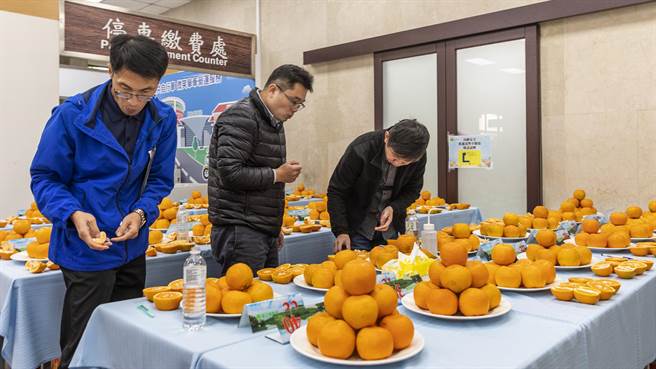宝山乡果农种植的椪柑，由桃改场专家担任评审进行品质评鑑。（罗浚滨摄