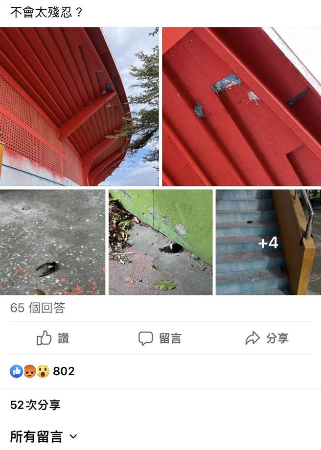 新营田径场外墙粉刷换新装，却导致大量小雨燕流离失所冻死，有民眾发现po网，引发网友议论。（摘自「我是新营人」脸书社团／张毓翎台南传真）