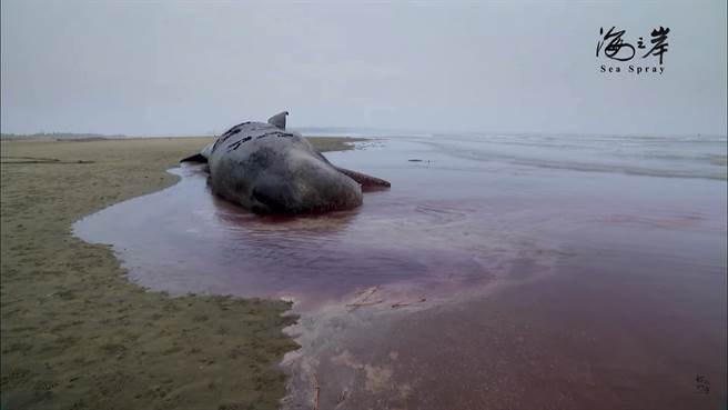 柯金源最新纪录片《海之岸》剧照。（公视提供）