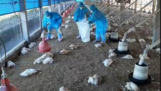 禽流感燒進彰化5禽場 逾3.1萬隻家禽遭撲殺