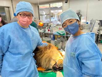壽山動物園被酸「老又殘」 觀光局澄清！瞎眼非洲獅治療過程全曝光