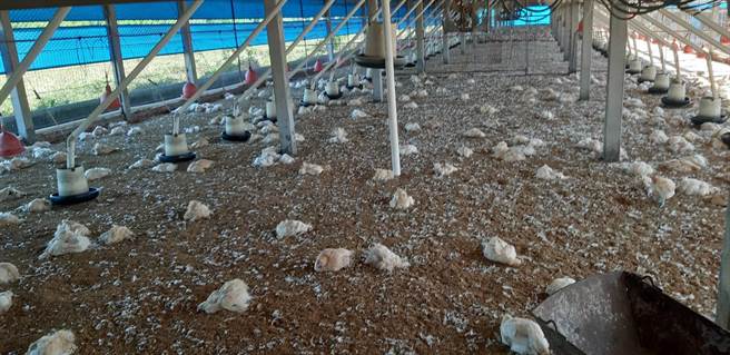 彰化县动物防治所动员防疫人员，22日完成该5场禽场扑杀清场及消毒工作。（彰化县动物防治所提供／吴敏菁彰化传真）