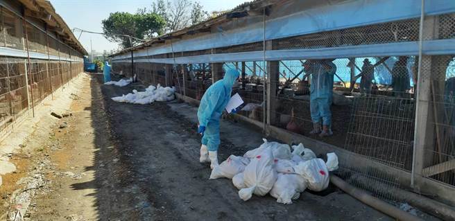 彰化县动物防治所动员防疫人员，22日完成该5场禽场扑杀清场及消毒工作。（彰化县动物防治所提供／吴敏菁彰化传真）