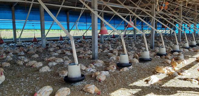 彰化县动物防治所动员防疫人员，22日完成该5场禽场扑杀清场及消毒工作。（彰化县动物防治所提供／吴敏菁彰化传真）