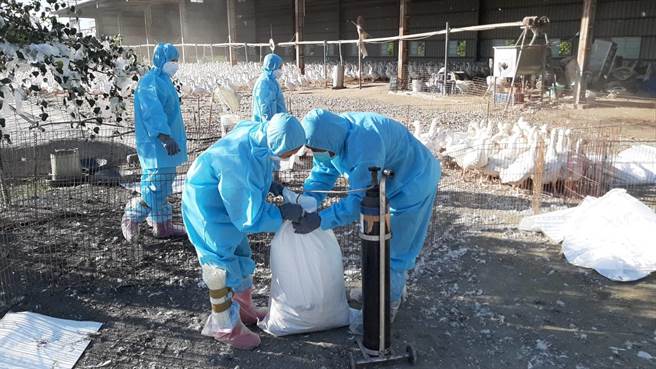 彰化县动物防治所动员防疫人员，22日完成该5场禽场扑杀清场及消毒工作。（彰化县动物防治所提供／吴敏菁彰化传真）