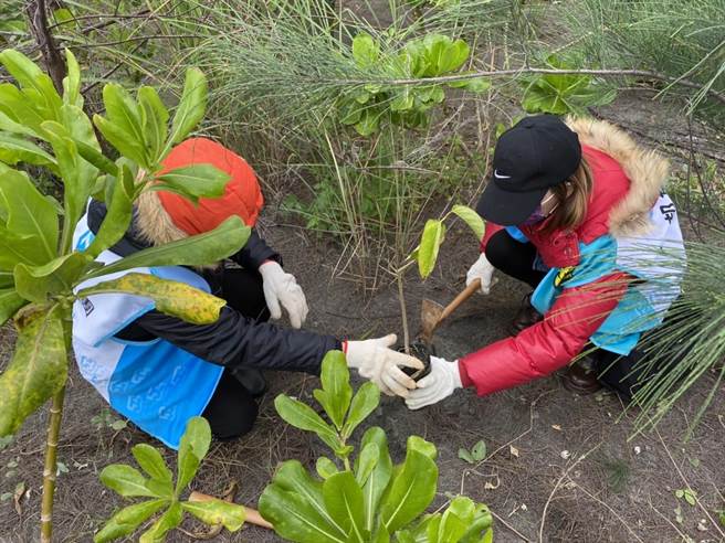 「花莲低地原生植群復育行动」在海岸恶劣沙滩环境复层造林，逐步恢復原属花莲的海岸林相。（花莲林管处提供）