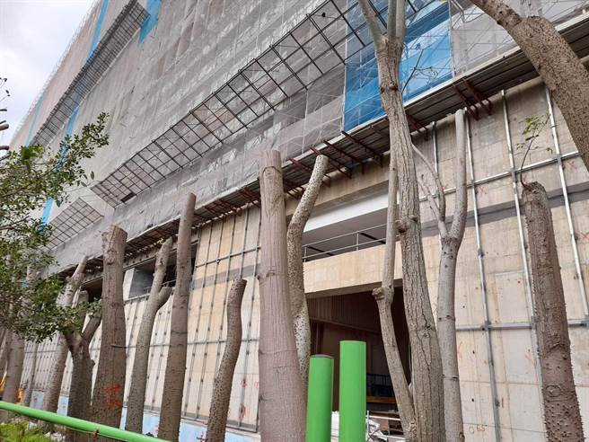 护树团体台湾树人会等环保团体今指控，新北市土城「沛陂段385地号」公有地、三民路数十棵大树被不当移植，几乎砍头。对此，土地主管机关新北市水利局回应，后续将依财产管理规定追偿损失；景观处回应，已依程序请行为人说明，若违反新北市树木保护自治条例，将处3000元至5万元不等罚锾。（台湾树人会提供）