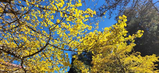  耶诞节将至，嘉义林区管理处23日表示，阿里山森林游乐区慈云寺前银杏已转金黄色，美不胜收。（图/ 中央社）