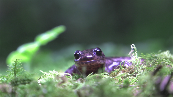《山椒鱼来了》记录臺湾特有种山椒鱼的调查研究，图为楚南氏山椒鱼。（大麦影像传播工作室提供）