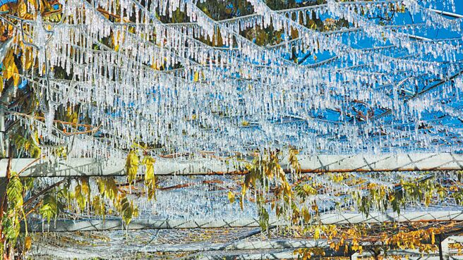 武陵农场22日早晨再创零下低温，「紫藤园」出现水晶冰柱奇景。（武陵农场提供／陈淑娥台中传真）