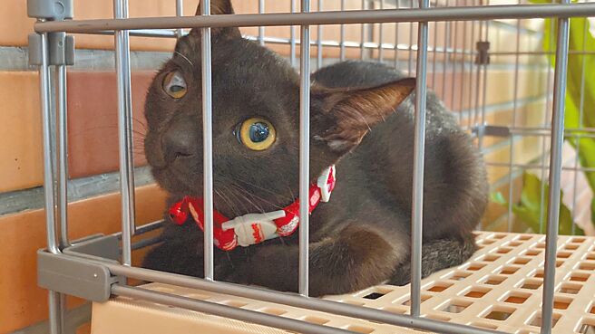 新北市动保处成立爱心认养小栈，至今成功媒合超过5000只猫狗找到新家。（新北市动保处提供／吕健豪新北传真）