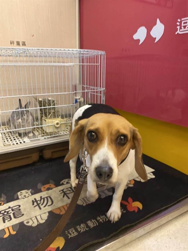 桃园警分局中路派出所警员曾钰淳24日晚间巡逻时，发现1只米格鲁在中山路快车道乱窜，担心发生交通意外，将米格鲁带回派出所「管束」。（翻摄照片）