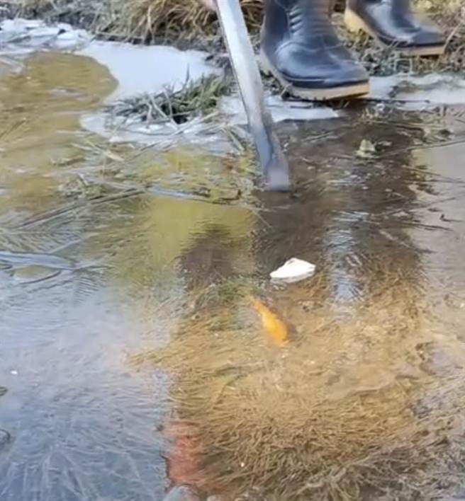 福寿山蓝茵湖结冰啦，锦鲤遭「冰封」成另类景象；民眾不用担心鲤鱼会被冻死。（图／福寿山农场提供）