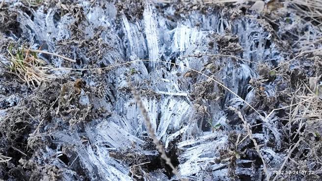福寿山花草被冰雪覆盖，银白色的世界让今年的耶诞节很有过节的氛围。（图／福寿山农场提供）