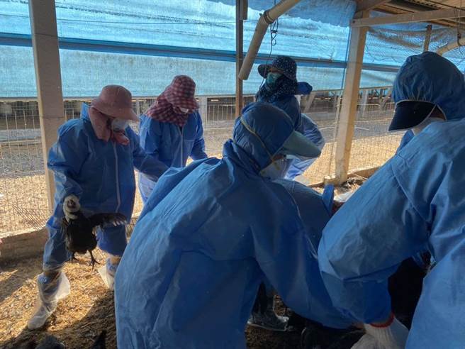 云林县台西乡1土鸡场确诊H5N1亚型（b分支）高病原性禽流感（HPAI）。（云林县动植物防疫所提供／林良齐台北传真）