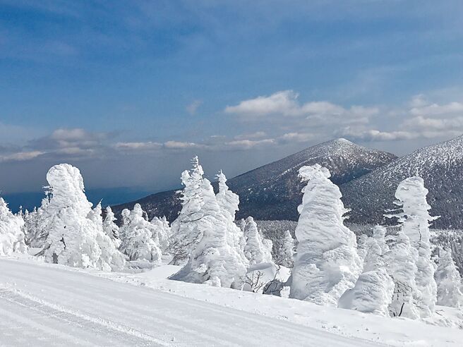 東北藏王樹冰被譽為日本必看冬日奇景。（雄獅旅遊提供）
