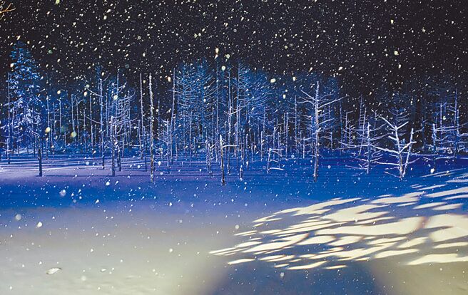 日本札幌白色燈樹為初冬的札幌點亮一道風景，成為旅人最愛打卡聖地。（五福旅遊提供）