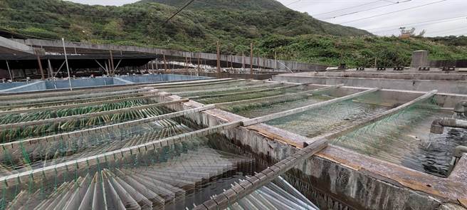 新北市海洋资源復育园区近期开放海洋教育导览行程，民眾透过网路预约后，可近距离观赏冬季限定的九孔鲍宝宝。（新北市渔业处提供）