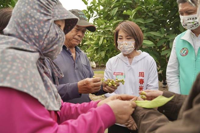 屏東首位女縣長周春米25日走馬上任後，立即開工前往枋寮、佳冬、南州鄉等蓮霧產區視察寒害災情。（屏縣府提供／謝佳潾屏東傳真）