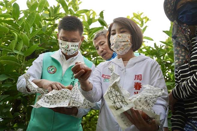 屏東首位女縣長周春米25日走馬上任後，立即開工前往枋寮、佳冬、南州鄉等蓮霧產區視察寒害災情。（屏縣府提供／謝佳潾屏東傳真）