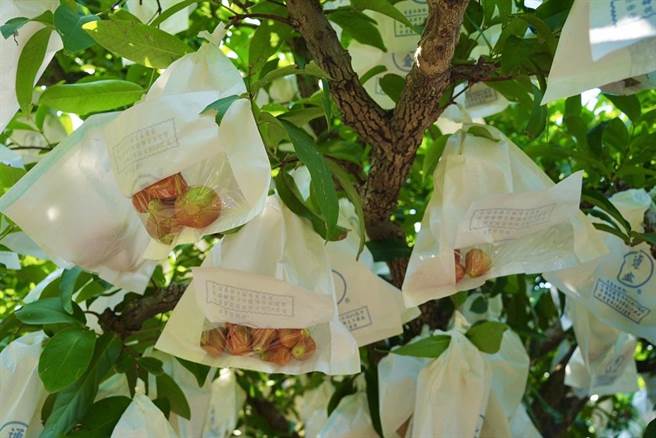 屏東首位女縣長周春米25日走馬上任後，立即開工前往枋寮、佳冬、南州鄉等蓮霧產區視察寒害災情。（屏縣府提供／謝佳潾屏東傳真）