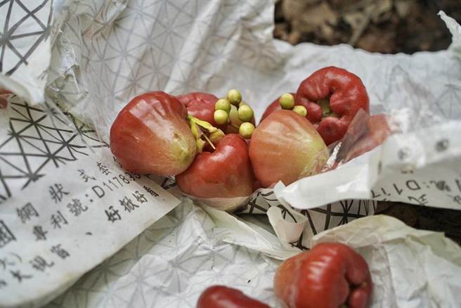 屏東首位女縣長周春米25日走馬上任後，立即開工前往枋寮、佳冬、南州鄉等蓮霧產區視察寒害災情。（屏縣府提供／謝佳潾屏東傳真）