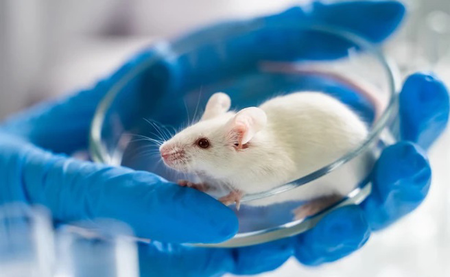 小鼠实验中，转基因疗法 AAV-F-iTrkB，有望治疗青光眼损伤的视神经。(图/shutterstock)