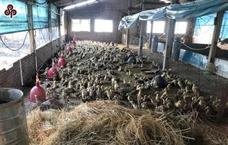 彰化H5N1禽流感連環爆 農委會：「這2地」列高風險區
