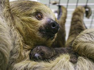 萌翻！ 北市動物園迎樹懶寶寶「珊萬」 出生後狀況有驚無險