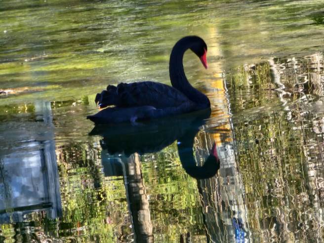 黑天鹅优雅破冰而行，彷佛是在冰上演绎着「天鹅湖」芭蕾舞剧。（武陵农场提供）