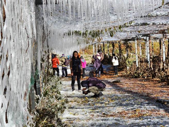 负4度的藤花园武陵冰宫今天也有水晶版冰雪奇缘场景。（武陵农场提供）