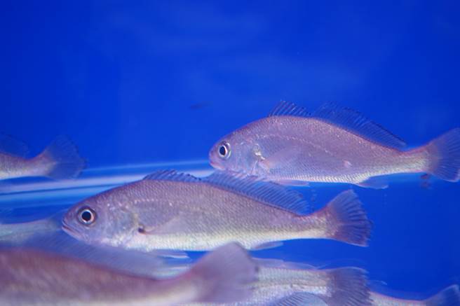 水试所成功人工繁殖俗称黑喉的黑䱛，成为全球首例。（水试所提供／张志康基隆传真）