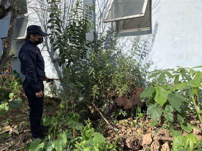 南投迷途羔羊平安夜进警局，警察忙抓羊找主人。（埔里警分局提供／廖志晃南投传真）