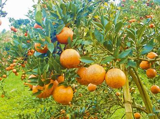 桃園寒流接連來 復興區果農柑橘防寒害