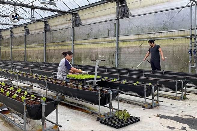 透過智慧環控系統，青農吳玉麒夫婦能夠在需要時，輕鬆遠端操作溫室裡的相關設備。（新北農業局提供／張志康新北傳真）