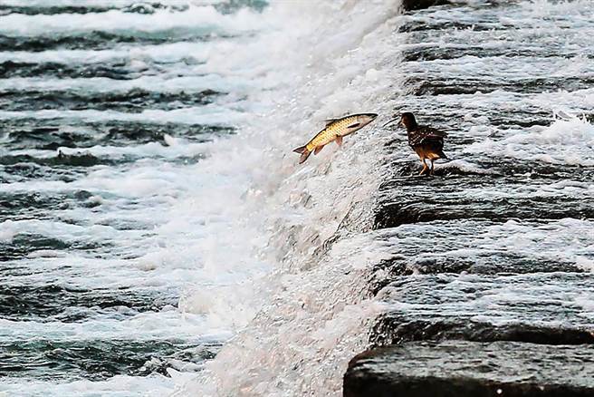 头前溪隆恩堰高差约3米，这条危害原生鱼生态严重的何氏棘魜飞跃消波块，鸟在旁虎视眈眈。（罗浚滨摄）