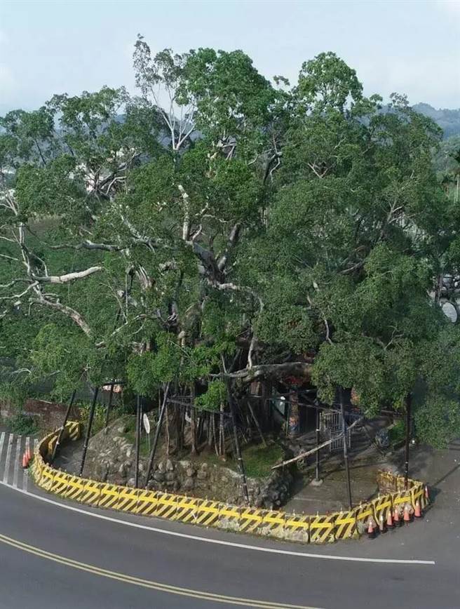 老榕树重获新生，宛如浮在半空中，因此有「飘浮在空中的树」美名，也成为卓兰镇另类打卡地标。（苗栗县政府提供／李京升苗栗传真）