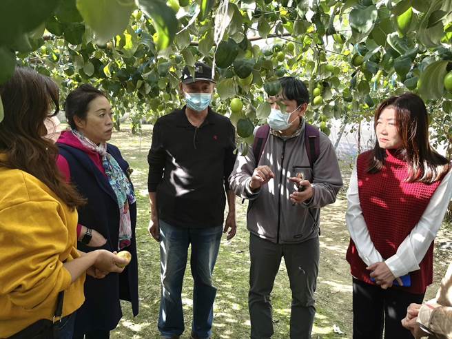 國姓蜜棗及草莓病蟲害嚴重，立委馬文君、國姓鄉長邱美玲邀專家現勘動。（楊靜茹攝）