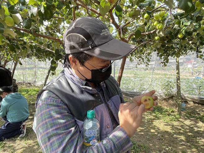 專家指蜜棗除了遭受果實蠅危害，也有病害問題，仍待進一步分析研究。（楊靜茹攝）