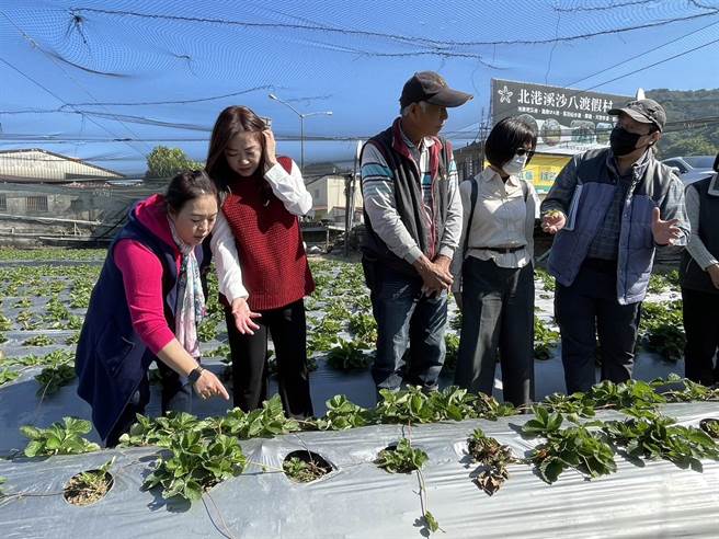 專家認為草莓若枯葉病、炭疽病，還能用藥劑防治，若是萎凋病相當棘手。（楊靜茹攝）