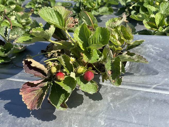 草莓草莓的葉子捲曲萎縮，農友一再補植，草莓的葉子捲曲萎縮，專家研判可能感染萎凋病，相當棘手動。（楊靜茹攝）