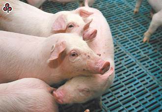 傳統豬瘟明元旦拔針 農委會：生鮮豬肉可進軍國際、但出口量有限