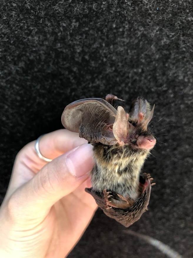 台灣長耳蝠為台灣特有種，大大的耳朵非常可愛。（嘉義林區管理處提供∕呂妍庭嘉義傳真）